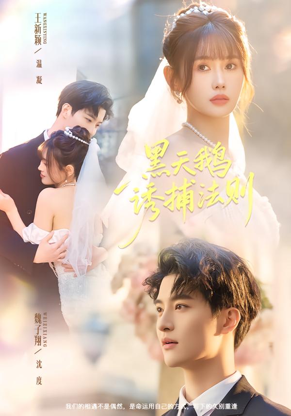 黑天鵝誘捕法冊(cè)(全集)